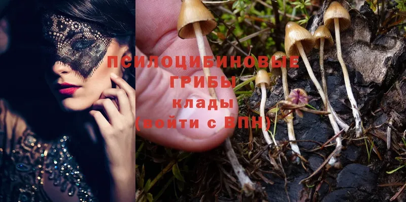 omg онион  Бежецк  Галлюциногенные грибы Psilocybe 